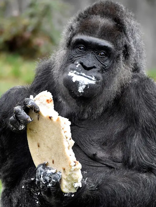 Ekspresi Gorila Fatou saat menikmati kue ulang tahunnya saat berusia 61 tahun di kebun binatang Zoologischer Garten di Berlin, Jerman (13/4). Fatou adalah gorila tertua dari jenisnya yang hidup di Eropa. (AFP Photo/John Macdougall)