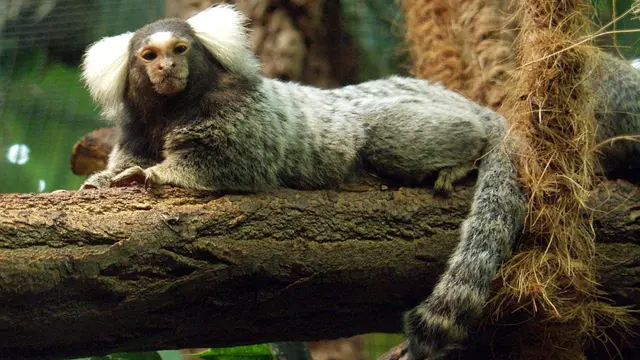 10 Jenis Monyet Paling Mungil di Dunia, Ada yang Lebih Kecil dari Telapak Tangan