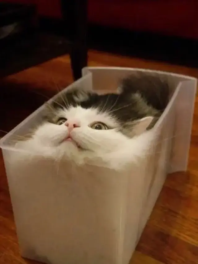 Potret 6 Kucing Dengan Tingkah Bak Benda Cair, Lentur Banget