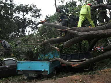 Petugas kepolisian bersama unsur masyarakat  berupaya melakukan proses pemotongan pohon besar yang tumbang akibat Hujan dan Angin di wiliyah Serua, Ciputat, Rabu (12/12). (merdeka.com/ arie basuki)