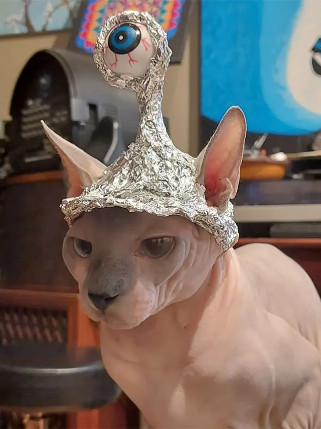7 Potret Kucing Pakai Topi Aluminium Foil Berbagai Bentuk Ini Bikin Gemas