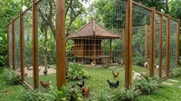 9 Desain Kandang Ayam Kombinasi Kayu dan Kawat Galvanis Premium, Anti Karat dan Modern
