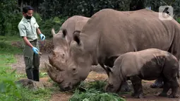 Keeper (perawat satwa) memberi makan Badak Putih (Ceratotherium Simum) di Taman Safari Indonesia, Bogor, Jawa Barat, Jumat (22/1/2021). Saat ini, bayi Badak Putih dengan bobot 50 kilogram yang lahir di Taman Safari Indonesia mendapat perawatan ekstra karena masih menyusui. (merdeka.com/Imam Buhori)