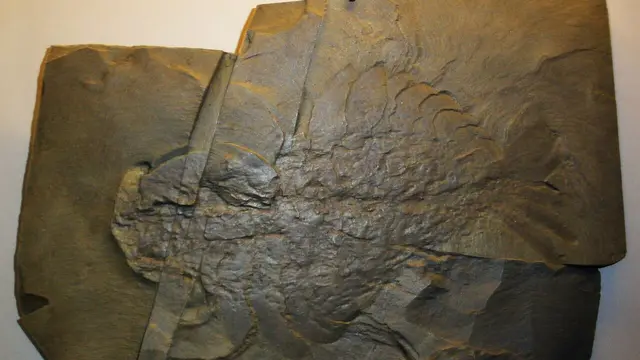 Anomalocaris