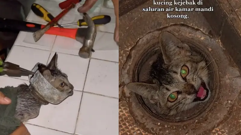 Viral Video Penyelamatan Kucing dari Saluran Kamar Mandi, Bikin Haru