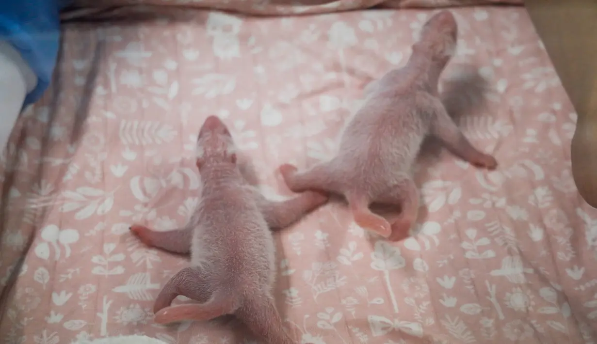 Dua bayi panda terlihat tak lama setelah kelahiran mereka di Brugelette, Belgia (9/8/2019). Taman margasatwa Pairi Daiza mengatakan Hao Hao, seekor panda yang dipinjamkan dari China pada tahun 2014, telah melahirkan dua bayi panda yang sehat dan saat ini dirawat. (Photo by Handout/Belga/AFP)