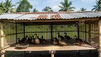 Panduan Lengkap Beternak Bebek Petelur agar Cepat Panen dan Untung