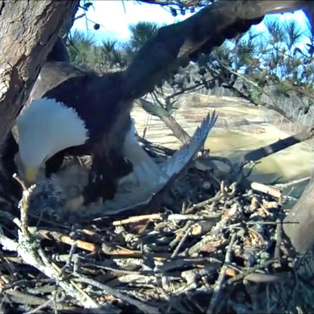 9100 Gambar Burung Elang Menyambar Mangsa Gratis Terbaru