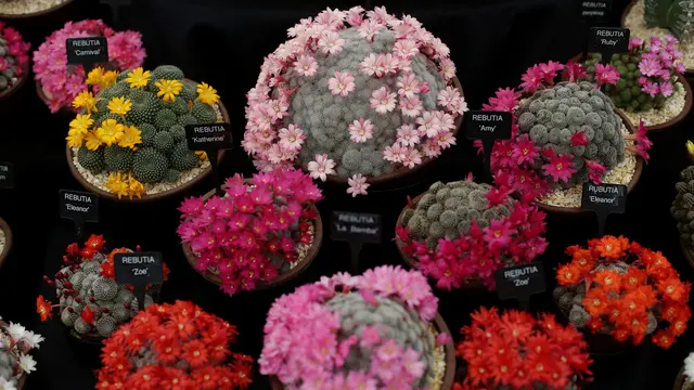 Chelsea Flower Show 2018