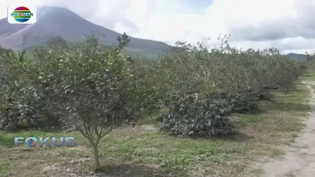 Lahan pertanian warga yang berada di Desa Naman Teran, Kabupaten Karo, Sumatera Utara, terpapar abu vulkanik letusan Gunung Sinabung.