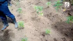 Sebanyak 100 pohon ganja berusia 4 sampai 6 minggu ditemukan oleh tim gabungan saat penggerebekan di sebuah perkebunan di desa Gedung Agung.