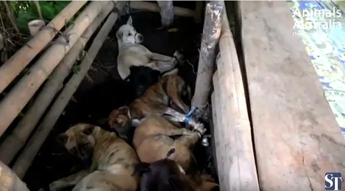 Animals Australia melaporkan, 100 ribu anjing di Bali dibantai untuk dimakan tiap tahun. (Foto: printscreen Straits Times)