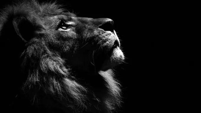 16 Gambar Hewan Kebun Binatang yang Seolah Berada di Studio Foto