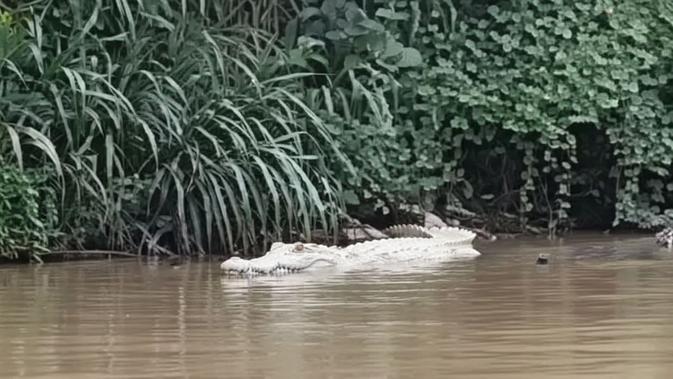 Penampakan Buaya Putih Gegerkan Lampung, Juru Kunci Makam Jadi Saksi