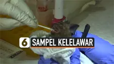 THUMBNAIL KELELAWAR