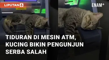 Aksi seekor kucing tiduran di mesin ATM mengundang perhatian