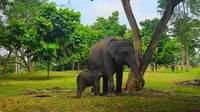 Gajah Nia dan anaknya Gajah Rizky yang tinggal di PLG Minas, Kabupaten Siak. (Liputan6.com/M Syukur)