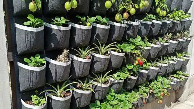 Ide Desain Kebun Buah Mini untuk Rumah Subsidi Type 27. AI