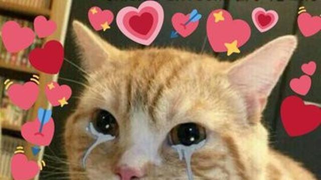 6 Foto Lucu Kucing saat Galau Banyak Pikiran Ini Bikin Gemas