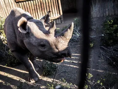 Salah satu dari enam badak hitam sedang menunggu untuk diangkut ke Taman Nasional Zakouma negara Chad di Afrika Selatan (1/5). Enam badak hitam yang terancam punah ini akan di pindakan ke negara Chad. (AFP/Cianluigi Guercia)