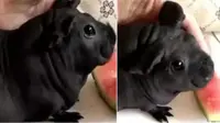Dikira Anak Anjing, Pria Ini Rupanya Pelihara Tikus Raksasa