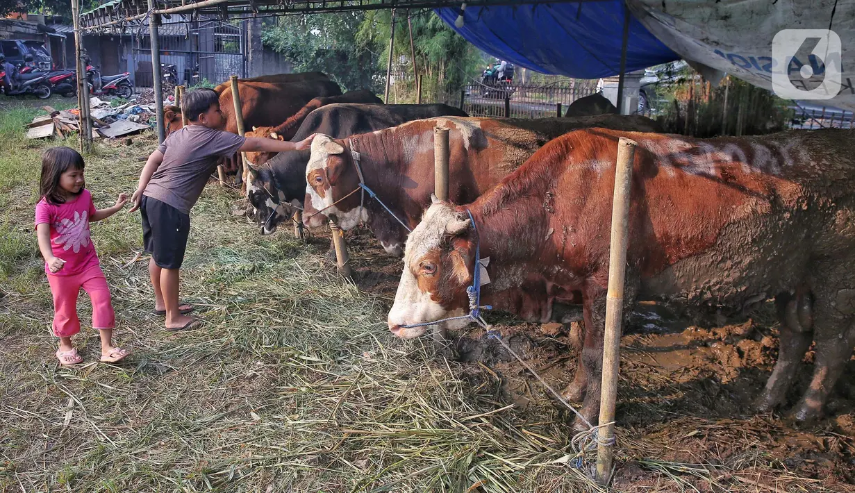 Anak-anak bermain di sekitar lokasi penjualan hewan kurban di kawasan Tanah Kusir, Jakarta, Rabu (28/5/2025). (Liputan6.com/Angga Yuniar)