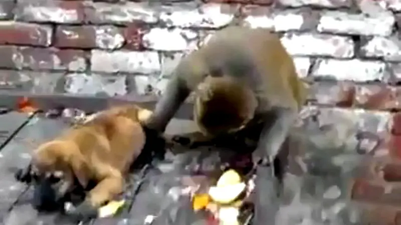 Monyet Iseng Penggoda Anak Anjing 