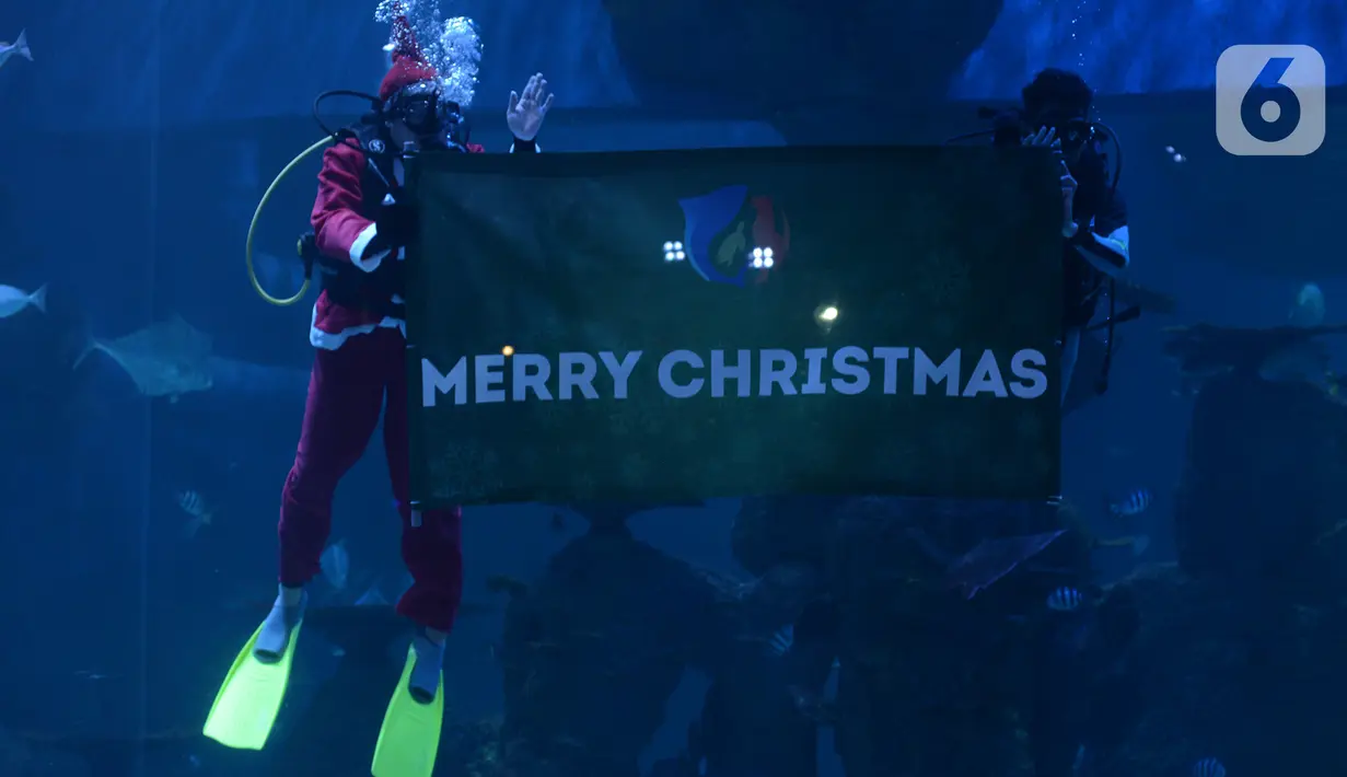 Penyelam berkostum Sinterklas membentangkan spanduk bertulis "Merry Christmas" dalam Jakarta Aquarium dan Safari, Sabtu (19/12/2020). Jakarta Aquarium dan Safari menghias pohon Natal dari bahan daur ulang mulai 20-27 Desember 2020 untuk memperingati perayaan Natal. (merdeka.com/Imam Buhori)