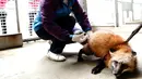Seekor rubah merah menerima vaksin di Kebun Binatang Shanghai di Shanghai, China timur, pada 8 Desember 2020. Kebun Binatang Shanghai memberikan vaksinasi tahunan kepada semua hewan karnivoranya untuk memastikan kesehatan mereka. (Xinhua/Zhang Jiansong)