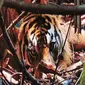 Harimau sumatra yang pernah diselamatkan BBKSDA Riau dari jerat baja. (LIputan6.com/Dok BBKSDA Riau)