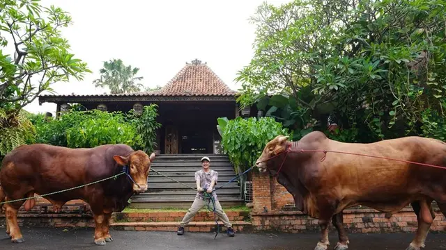 6 Potret Kebersamaan Irfan Hakim dengan Sapi Kurban dari 2019 Hingga Kini