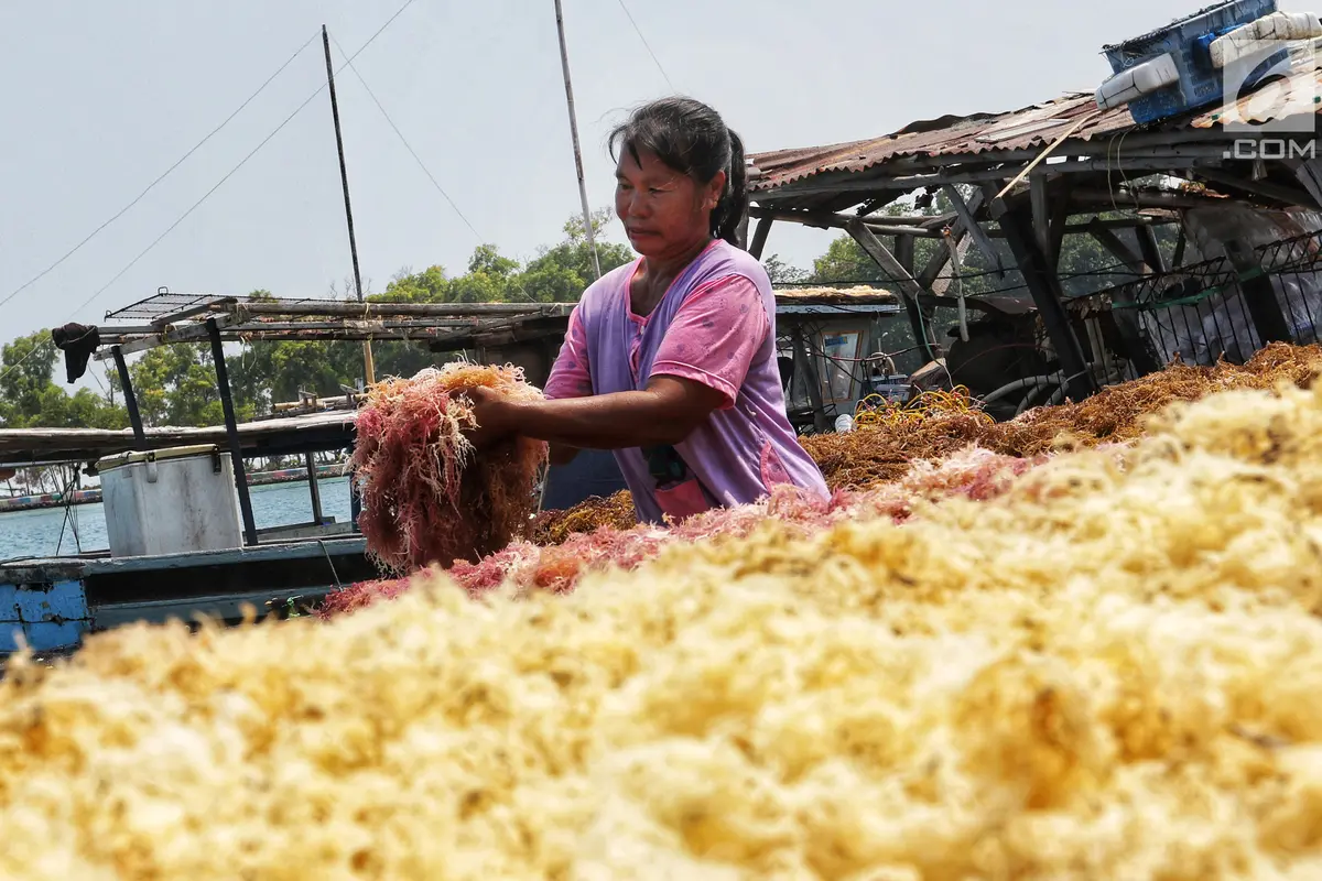 Menengok Budidaya Rumput Laut di Pulau Panggang