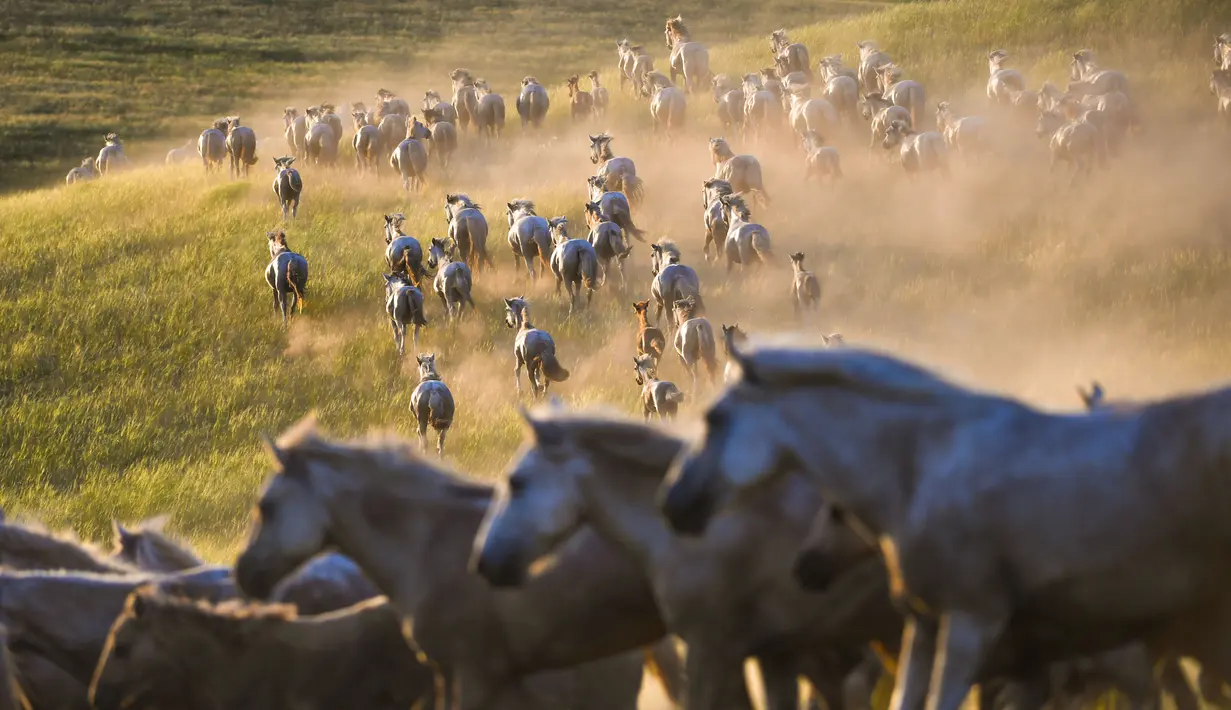 Kawanan kuda tampak berlarian dalam atraksi budaya di sebuah pusat pembiakan kuda di Wilayah Ujimqin Barat, Xilin Gol, Daerah Otonom Mongolia Dalam, China utara, pada 31 Juli 2020. (Xinhua/Peng Yuan)