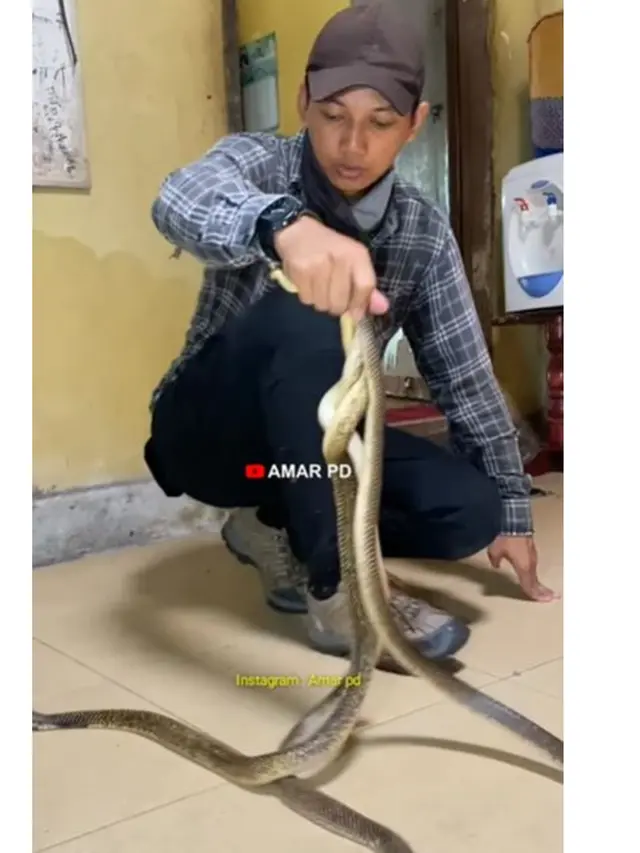 3 Ular Kobra Ditemukan Berkembang Biak dalam Lemari Baju, Diteror Suara Gaduh