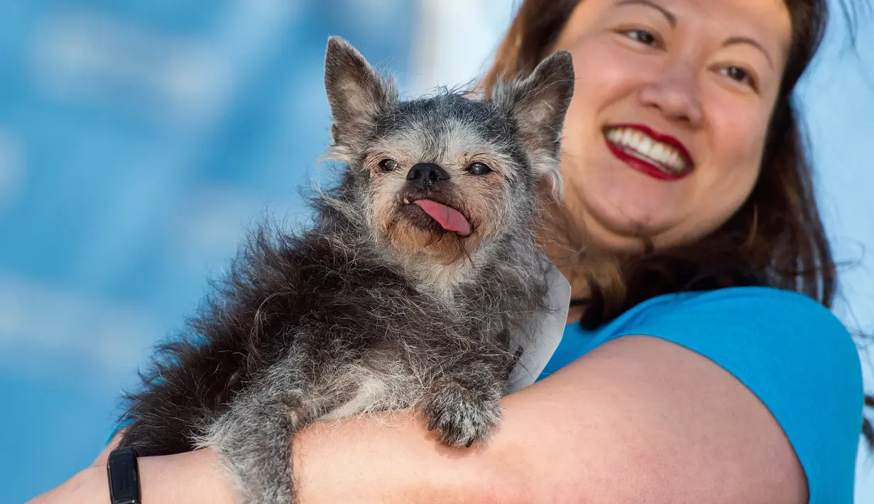 Miriam Tcheng menggendong anjingnya bernama Moe selama mengikuti kontes tahunan anjing terjelek yang digelar di Petaluma, California, 23 Juni 2017. Pemenang kontes ini mendapatkan tropi dan uang tunai US$ 1500 atau sekitar Rp19 juta. (JOSH EDELSON/AFP)