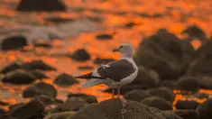 Seekor burung camar berdiri diatas bebatuan dengan latar belakang air laut yang berwarna oranye keemasan di Carpinteria, California (12/12). (David McNew / Getty Images / AFP)