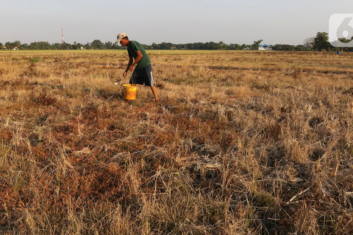 FOTO: Petani Desa Sukaringin Alami Gagal Panen