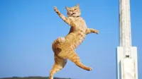 Foto kucing melompat sambil menari (Sumber: boredpanda)