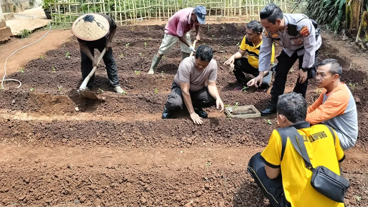 Guna mendukung program pemerintah pusat soal ketahanan pangan, Polsek Teluk Betung Selatan memanfaatkan lahan untuk digunakan sebagai media budidaya sayur mayaur. Foto : (Istimewa).