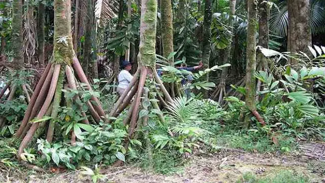 Benarkah, Pohon Palem Jenis ini Bisa Berjalan Sendiri?