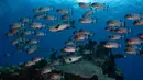 Sekumpulan ikan yang berenang di perairan Kabupaten Raja Ampat, Papua Barat, Indonesia bagian Timur, 7 November 2023. (Lillian SUWANRUMPHA/AFP)