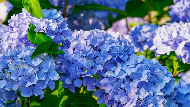 Hydrangea Flower (sumber: pixabay)