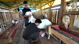 Peternak Fuad Farurahman memerah susu dari kambing peranakan Etawah di Jiwanta Farm, Cibeuteng Udik, Bogor, Jawa Barat, Kamis (8/4/2021). Berawal dari 40 ekor, dalam waktu setahun kambing bertambah menjadi 120 ekor dengan harga sekitar Rp 30 juta. (merdeka.com/Arie Basuki)