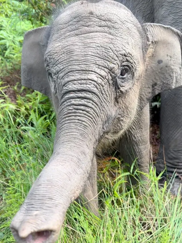 Gajah Tari