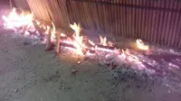 Proses pembakaran nasi bambu. (Liputan6.com/Heri Susanto)