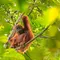 Studi Ungkap Suara Tawa Orangutan Bisa Pengaruhi Pilihan Makanan