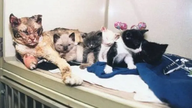 Scarlett, Kucing Pemberani yang Selamatkan Anaknya dari Kebakaran