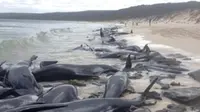 Paus pilot sirip pendek (Globicephala macrorhynchus) terdampar di Hamelin Bay, Australia Barat pada Jumat, 23 Maret 2018. Hanya 15 ekor yang hidup dan dilepaskan ke laut, sisanya mati. (Department of Biodiversity, Conservation and Attractions)