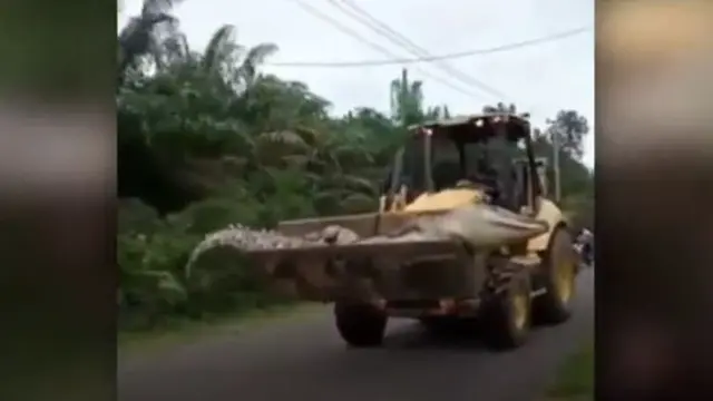 Viral Video Buaya Mati Berukuran 4,5 Meter Diangkut Buldozer, Bikin Heboh
