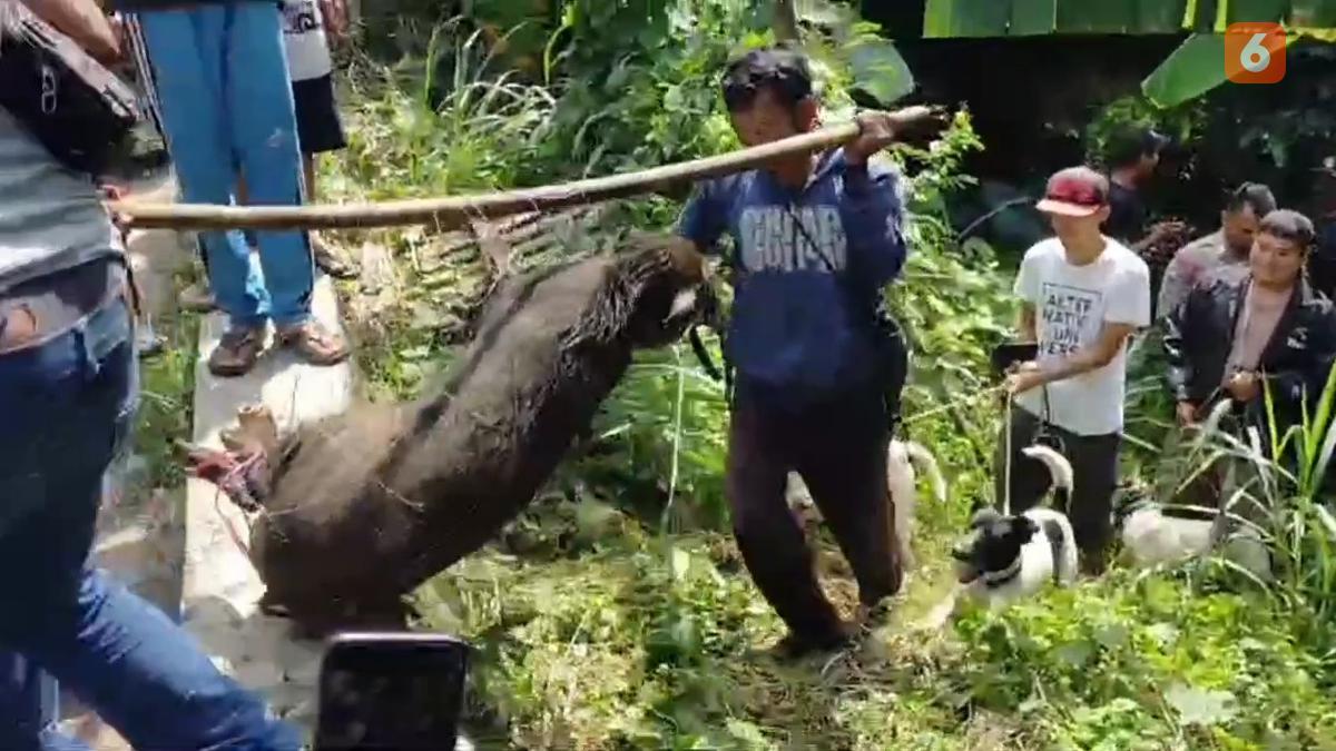 Para Pemburu Babi Liar: Kriminal di Mata Polisi, Penyelamat Bagi Petani